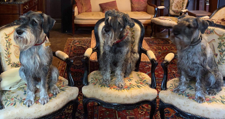 Nos gardiens només Schnauzers