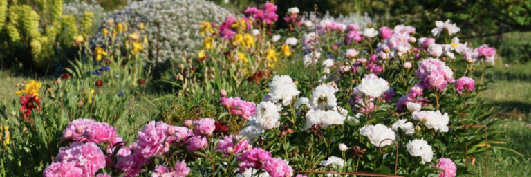 Saisons des fleurs: Pivoines