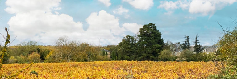 Vignoble en reconstruction